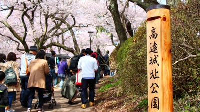 高遠の桜　桜15’