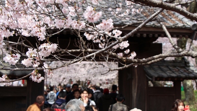高遠の桜　桜15’