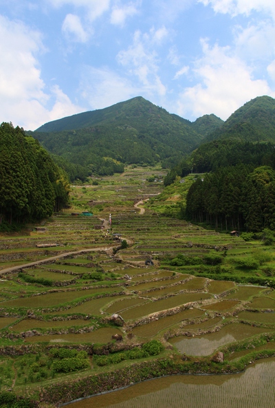 棚田の田植え