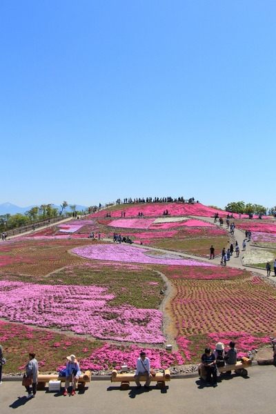 天空の芝桜