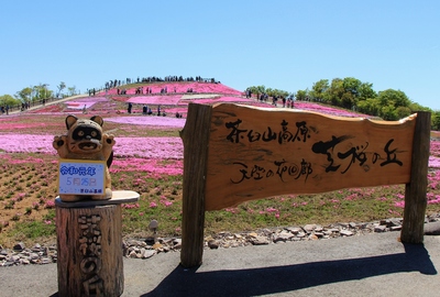 天空の芝桜