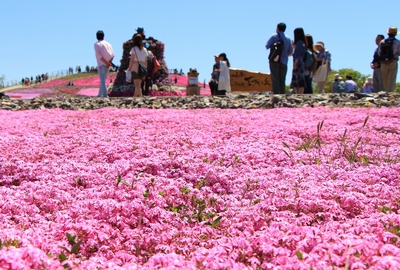 天空の芝桜