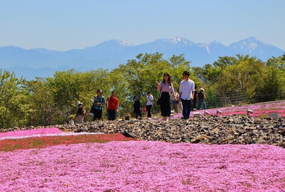 天空の芝桜