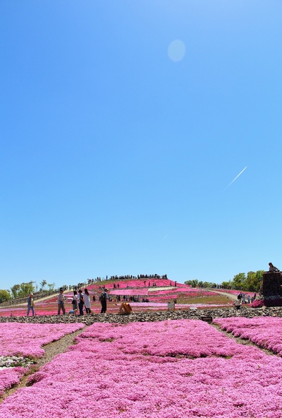 天空の芝桜