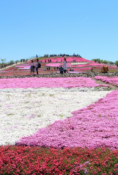 天空の芝桜