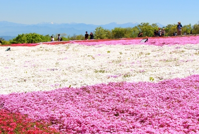 天空の芝桜