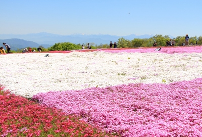 天空の芝桜