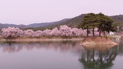 六道の堤一周　桜15’