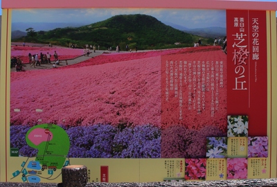 天空の芝桜