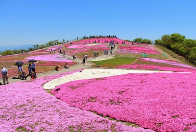 天空の芝桜