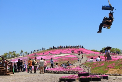 天空の芝桜