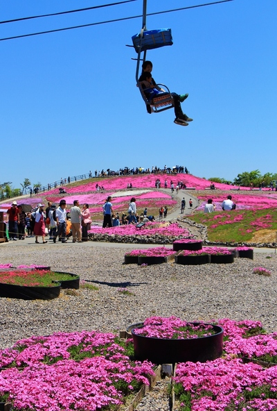 天空の芝桜