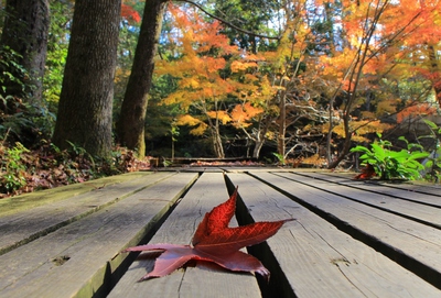 浜北森林公園