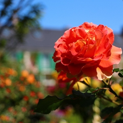 薔薇が満開！！