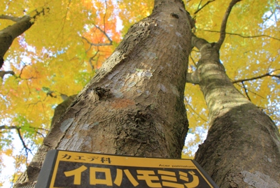浜北森林公園