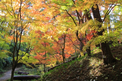 浜北森林公園