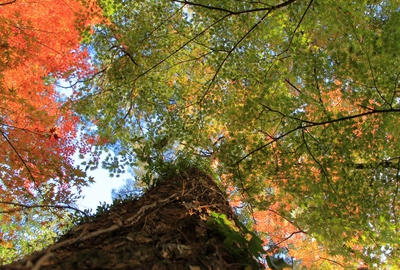 浜北森林公園