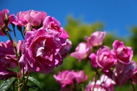 薔薇が満開！！