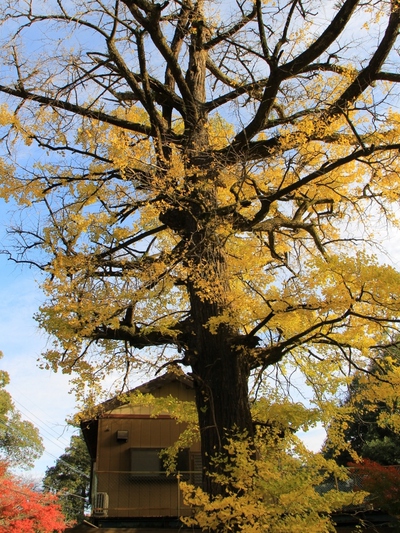 岩水寺薬師堂の紅葉