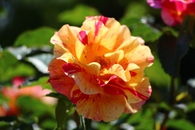 薔薇が満開！！