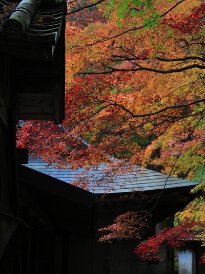 奥山方広寺２０２１紅葉