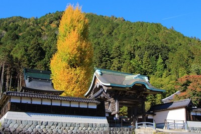 名もなき紅葉