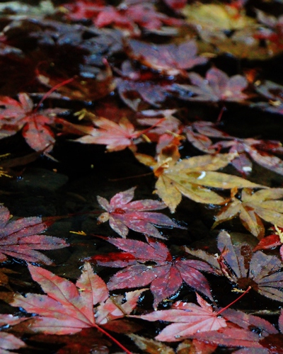 おまけ≪小国神社≫