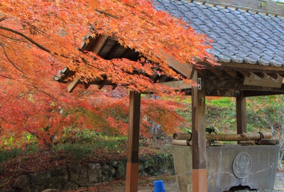 紅葉≪大洞院≫