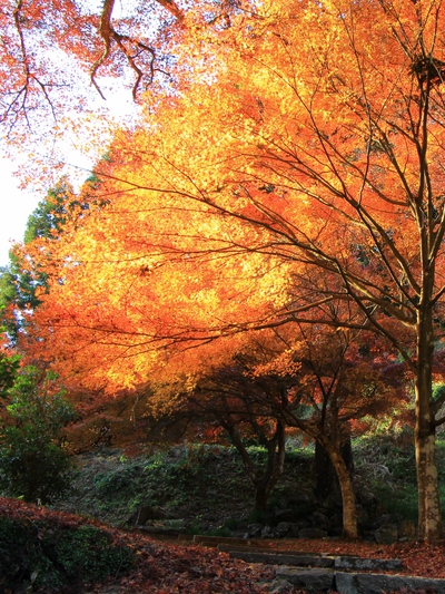紅葉≪大洞院≫