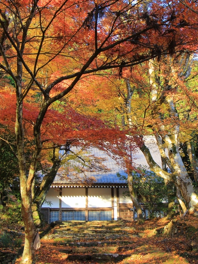 紅葉≪大洞院≫