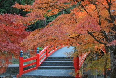 紅葉≪大洞院≫