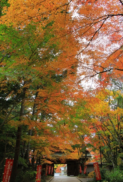 紅葉≪油山寺≫