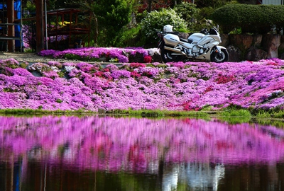 國田家の芝桜