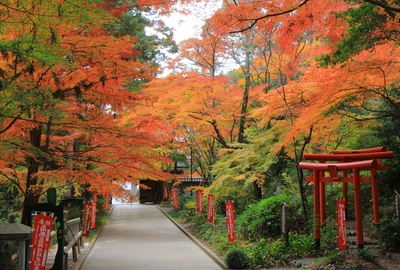 紅葉≪油山寺≫