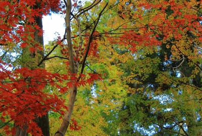 紅葉≪油山寺≫