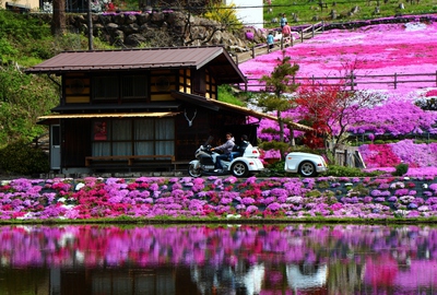 國田家の芝桜