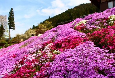 國田家の芝桜