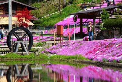 國田家の芝桜