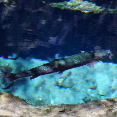 忍野八海の池