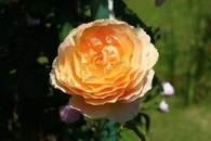 薔薇が満開！！
