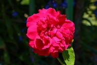 薔薇が満開！！