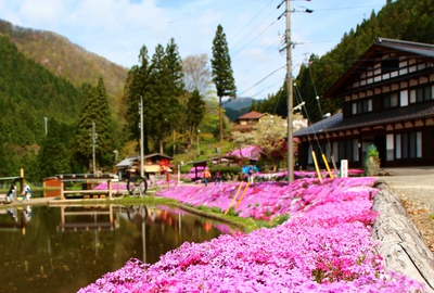 國田家の芝桜