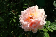 薔薇が満開！！