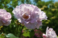 薔薇が満開！！