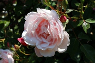 薔薇が満開！！