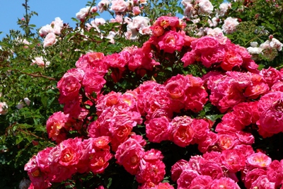 薔薇が満開！！