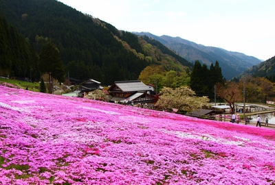 國田家の芝桜