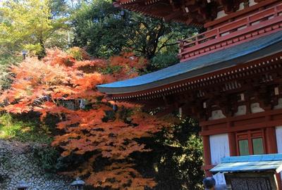 紅葉≪油山寺三重塔≫