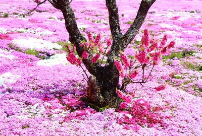 國田家の芝桜