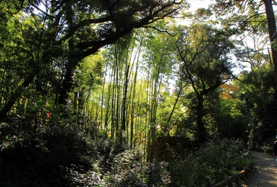 紅葉≪油山寺三重塔≫